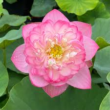 Fragrance Bulk Lotus Princess 500 mls