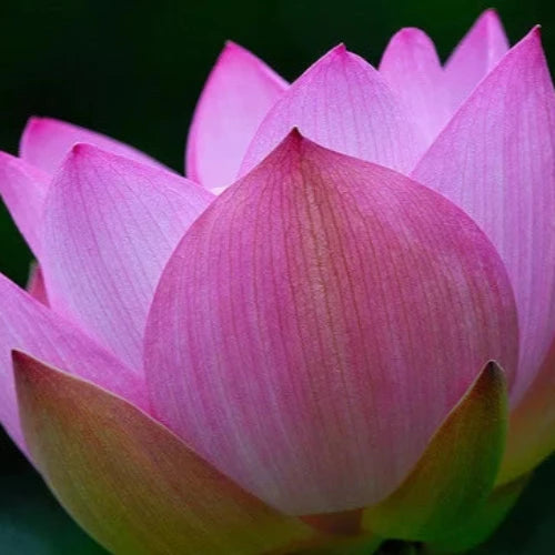 Fragrance Bulk Dal Lotus CLA 1 litre
