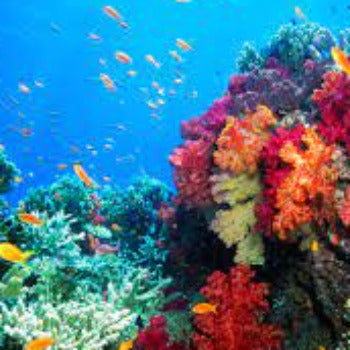 Fragrance Bulk Marine 1 Litre