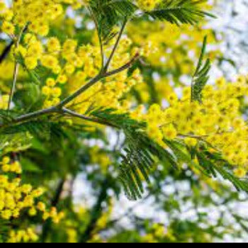 Fragrance Bulk Mimosa 500 mls