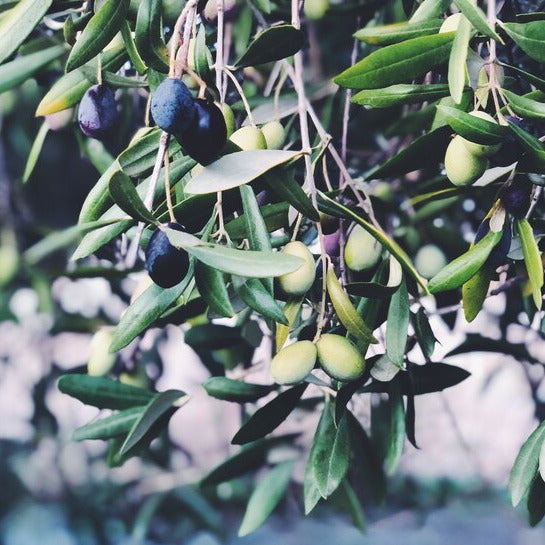 Fragrance Bulk Groove /Olive Grove CLA 1 litre