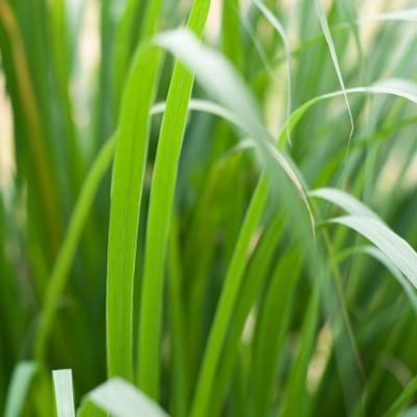 EO Palmarosa Essential Oil  10 mls