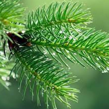 EO Pine Needle Essential Oil 10 mls