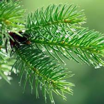 EO Pine Needle Essential Oil 20 mls