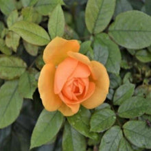EO Rose Essential Oil  10 mls