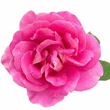 EO Rose Essential Oil 20ml