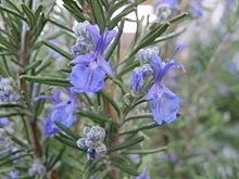 EO Rosemary Essential Oil 10 mls