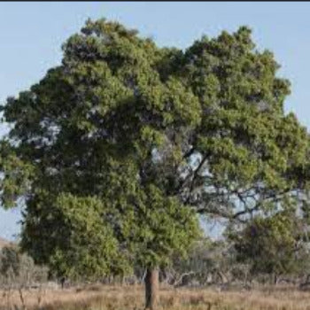 EO Sandalwood Essential Oil  10 mls
