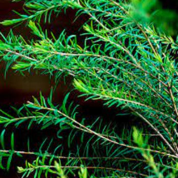 EO Tea Tree Essential Oil 10 mls