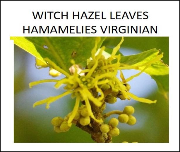 Dried Herbs - Witch Hazel Leaves  (Hamamelis virginiana) 10 grm