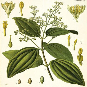 EO Camphor Essential Oil 10 mls