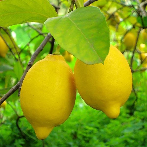 EO Lemon Essential Oil 50 ml