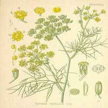 EO Fennel Essential Oil 20 ml