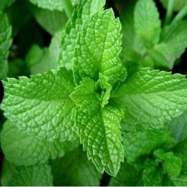 EO Peppermint Essential Oil  10 mls