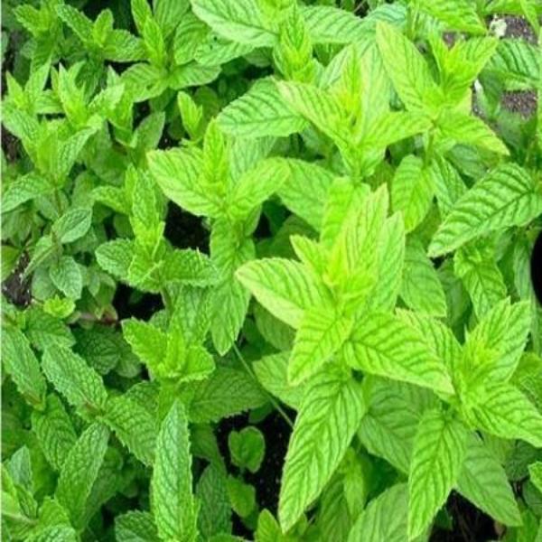 EO Spearmint Essential Oil 10 mls